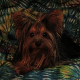 Leia - Yorkshire Terrier