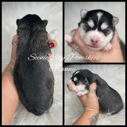 Granny - Black and white female Pomsky puppy in Rossville, Georgia from Scenic City Pomskies