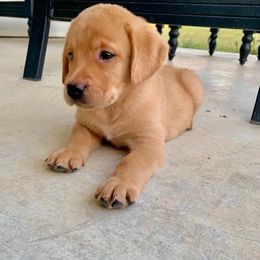 Labradoodle, Labrador Retriever, and Poodle Puppies from Laird Farms