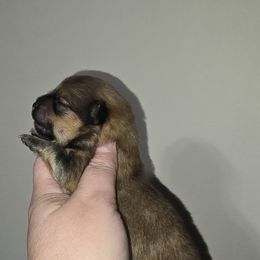 Girl 2 - Red sable female Pomeranian puppy in Meherrin, Virginia from Traveling Poms