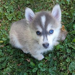 DxL B1 - Blue male Pomsky puppy in Charlotte, Michigan from Moore Pomskies