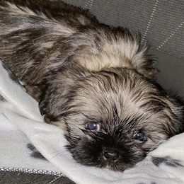 Shih Tzus from Benton Shihz