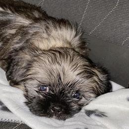 Shih Tzus from Benton Shihz