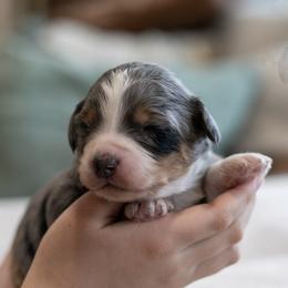 Milan - Standard Bernedoodle - Blue merle female Bernedoodle puppy in Eureka, Illinois from Joley Aire Family Dogs