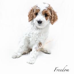 Freedom - Parti male Goldendoodle puppy in Boise, Idaho from Goldendoodle Baby