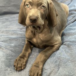 Weimaraner Puppies from Meadow Ridge Weims and Danes