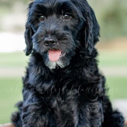 Goldendoodle Puppies from Ruby Doodles of Louisiana