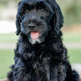 Goldendoodle Puppies from Ruby Doodles of Louisiana