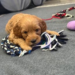 Cavapoo Puppies from AZ Cavapoos