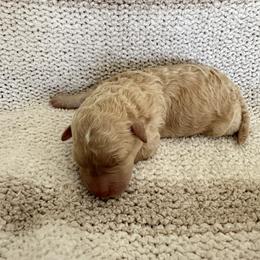 Girl 1 - Yellow and white female Bernedoodle puppy in Gilbert, Arizona from positivelypuppies