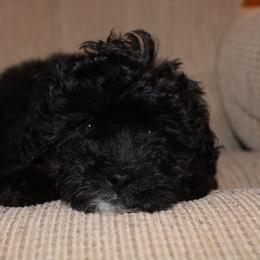Female 2 - Black tri-color female Aussiedoodle puppy in Belgreen, Alabama from Scott’s Farm Poodles and Doodles