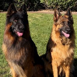 AKC Red Girl - Black and red female German Shepherd puppy in Bakersfield, California from Aguirre Farm