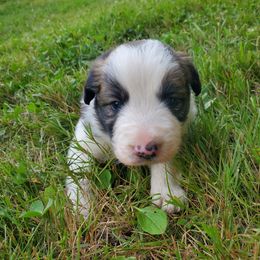 Sable - Sable male Border Collie puppy in Chester, Vermont from Countryside Border Collies