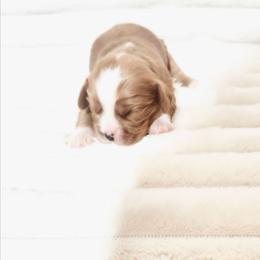 Corvette - Ruby male Cavalier King Charles Spaniel puppy in Wilburton, Oklahoma from My Kids Kennel