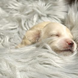 Girl 1 - Cream female Dachshund puppy in Bartlesville, Oklahoma from OkieDokieDox