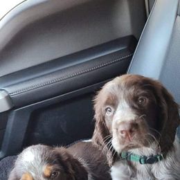 English Springer Spaniel Puppies from 31 Pines Springers & Retrievers