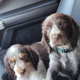 English Springer Spaniel Puppies from 31 Pines Springers & Retrievers