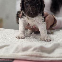 Poodle Puppies from Patitas