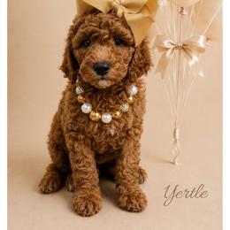 Yertle - Red  female Goldendoodle puppy in State Road, North Carolina from Must Love Doodles