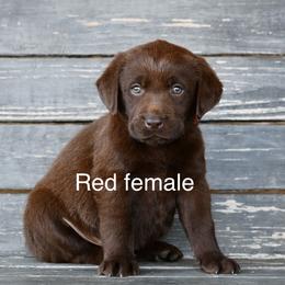Red Female - Chocolate female Labrador Retriever puppy in Mississippi from Sure Shot English Labs