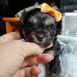 Companion Cross, Havanese, Mal-Shi, Maltese, Maltipoo, Morkie, and Shih Tzu Puppies from Seeking Shalom Acres Maltese, Maltipoos & Havamalts