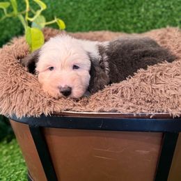 Black boy - Blue gray and white male Sheepadoodle puppy in Riverside, California from Downtown Doodles & Frenchies