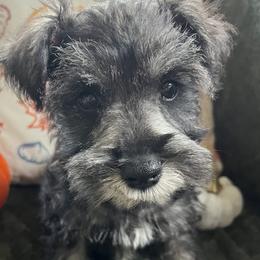 Boy 5 - Salt and pepper male Miniature Schnauzer puppy in Kingston, Georgia from Mary Jean Suhor