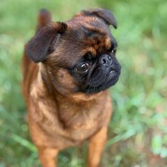 Squiggy - Brussels Griffon