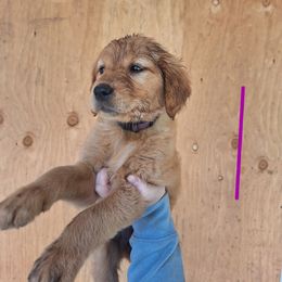 Bailey now Sunny - Dark golden female Golden Retriever puppy in Tenino, Washington from Oak River Goldens'