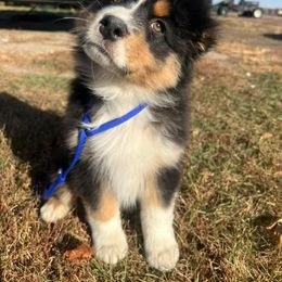 Australian Shepherd Puppies from Badlands Australian Shepherds
