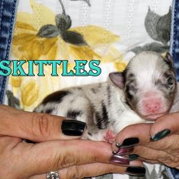 Toy Shetland Sheepdog puppies from Mountain High Kennels