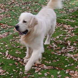 Ice Bear - Golden Retriever