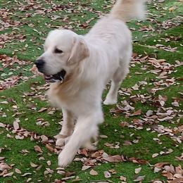 Ice Bear - Golden Retriever