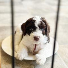 Aussiedoodle and Australian Mountain Doodle Puppies from Farmstead Doodles