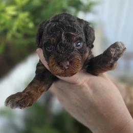 Rex - Phantom male Bernedoodle puppy in Decatur, Tennessee from Diamond's Doodles