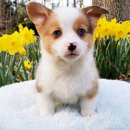 American Corgi and Pembroke Welsh Corgi Puppies from Whimsical Treasure Corgis