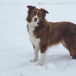 Josey - Miniature Australian Shepherd