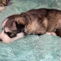 Siberian Husky Puppies from TCE HUSKIES