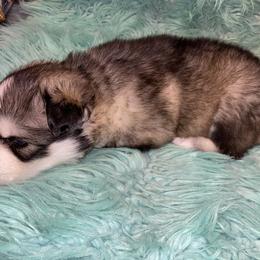 Siberian Husky Puppies from TCE HUSKIES