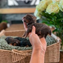 Girl 2 - Chocolate female Yorkipoo puppy in Hooper, Utah from Anchor Dogs