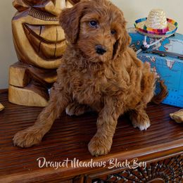 Australian Labradoodle Puppies from Draycot Meadows Australian Labradoodles