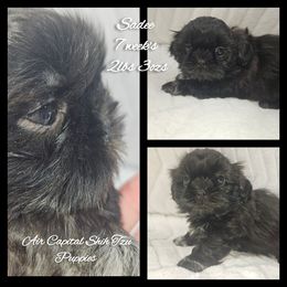 Sadee - Red female Shih Tzu puppy in Maize, Kansas from Air Capital Shih Tzu Puppies