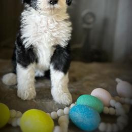 Bernedoodle Puppies from Hudson Shore Bernedoodles
