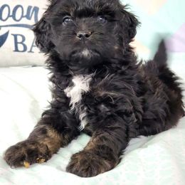 Aussiedoodle Puppies from Dreamcatcher Dogs