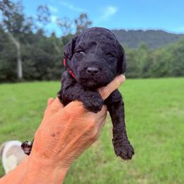 Oliver - Black male Goldendoodle puppy in Jasper, Georgia from Harrington Doodles & Poodles