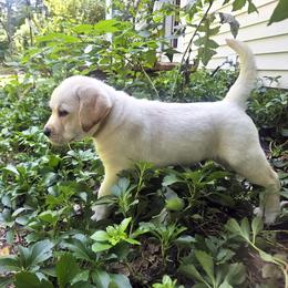 Mr. 7 - Yellow male Labrador Retriever puppy in Norwell, Massachusetts from Gabriel Ben-Yosef's Labs