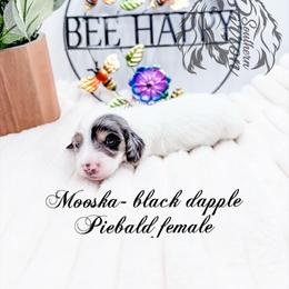 Mooska - Dapple female Dachshund puppy in Prairieville, Louisiana from Southern Barron Danes & Dachshunds