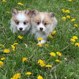 Yellow Boy - Red male Pembroke Welsh Corgi puppy in Glenwood, Minnesota from Minnewaska Corgi Co