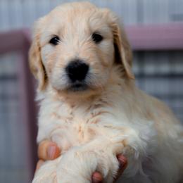 Neptune (blue) - Cream male Goldendoodle puppy in Portsmouth, Virginia from Hopping Howlers Ranch