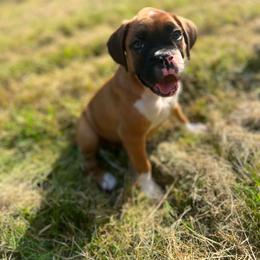 Boy 3 - Fawn male Boxer puppy in Prestonsburg, Kentucky from Bre’s Boxers